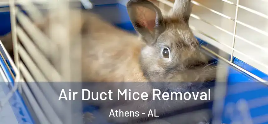 Air Duct Mice Removal Athens - AL